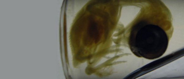 Chicken Embryos Revert to Dinosaur Leg Shape in Gene Study